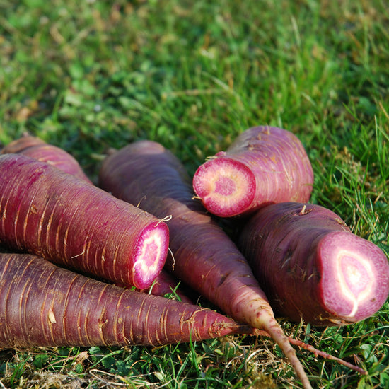 CARROT; Gniff